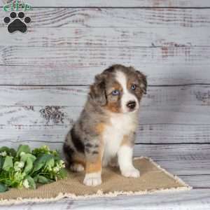 Tianna, Miniature Australian Shepherd Puppy